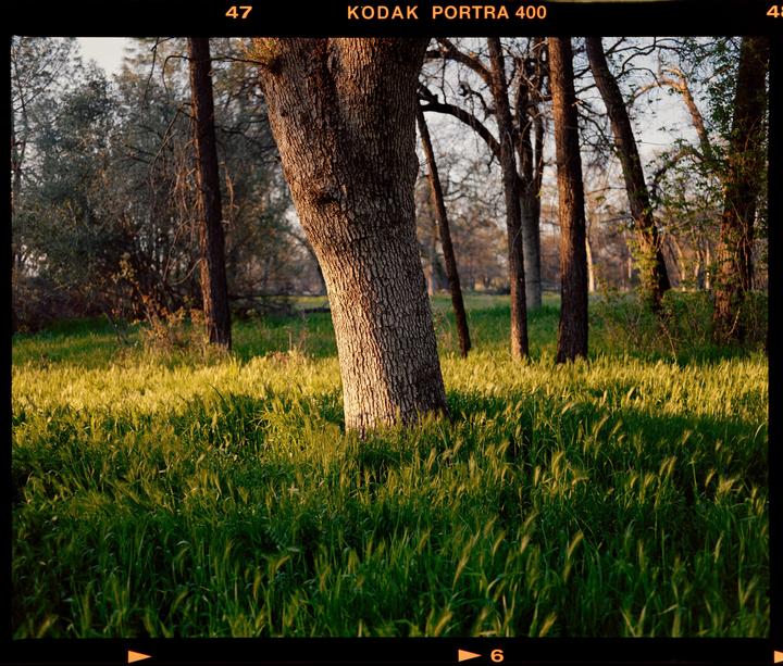 Sunlight illuminates a field of tall green grass and tree trunks in a forest.