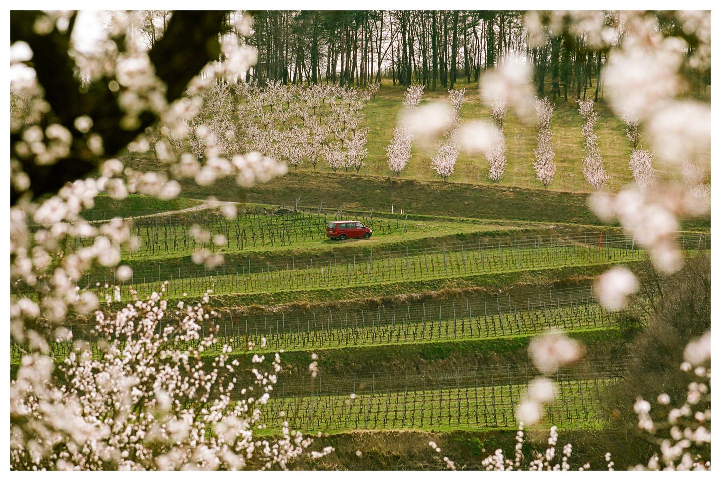 A red van drives through a terraced vineyard with blossoming apricot trees and a forest in the background.