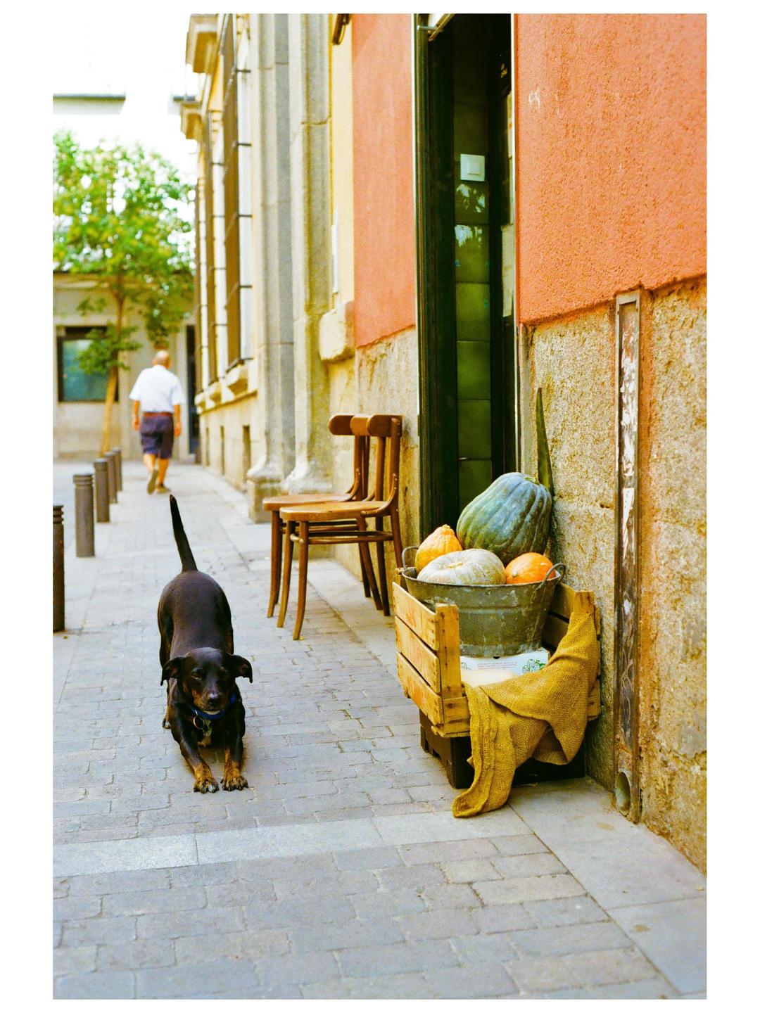 A black dog stretches on a cobblestone street next to a wooden crate filled with gourds and a man walks away in the background.