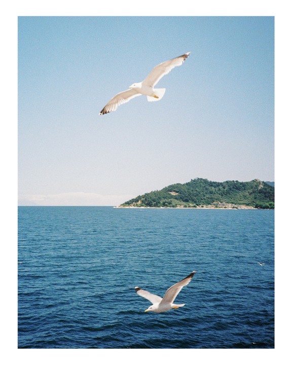 Two seagulls fly over the ocean with a tree-covered island in the background.