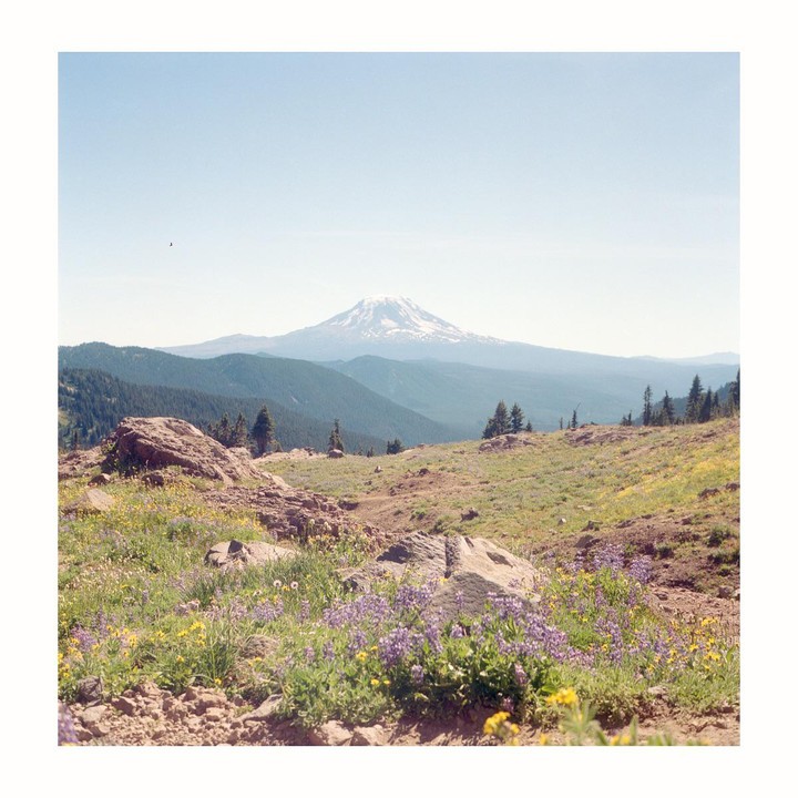 A snow-capped mountain rises in the distance behind a field of wildflowers and rocks.