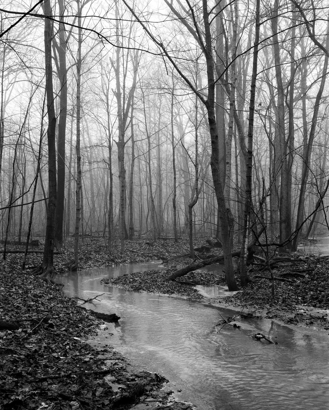 A small brook winds through a forest of bare trees on a foggy day.