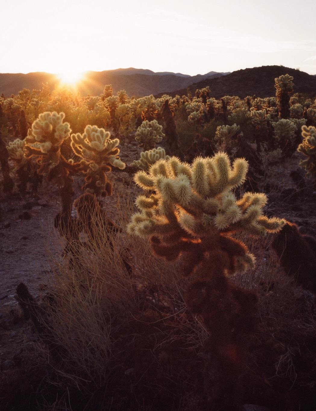 The sun sets over a desert landscape filled with cholla cactus plants and mountains in the distance.