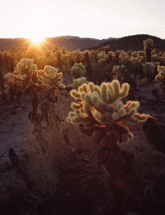 The sun sets over a desert landscape filled with cholla cactus plants and mountains in the distance.