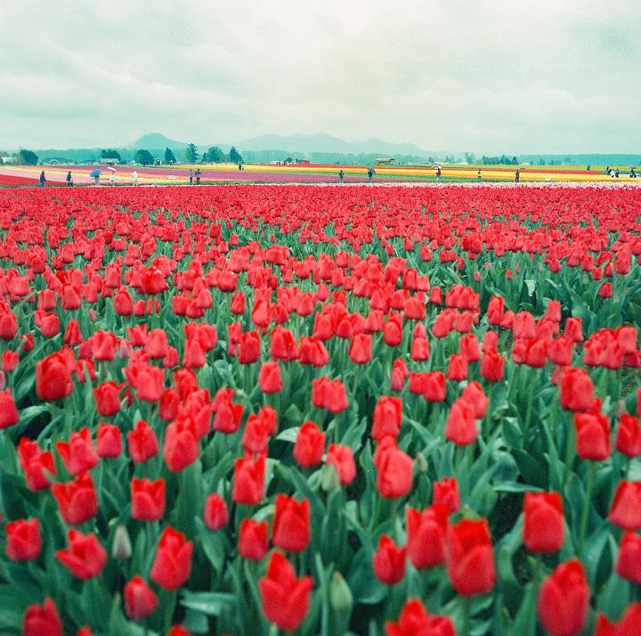 A vast field of red tulips stretches into the distance under a cloudy sky, with people walking among rows of colorful flowers and mountains in the background.