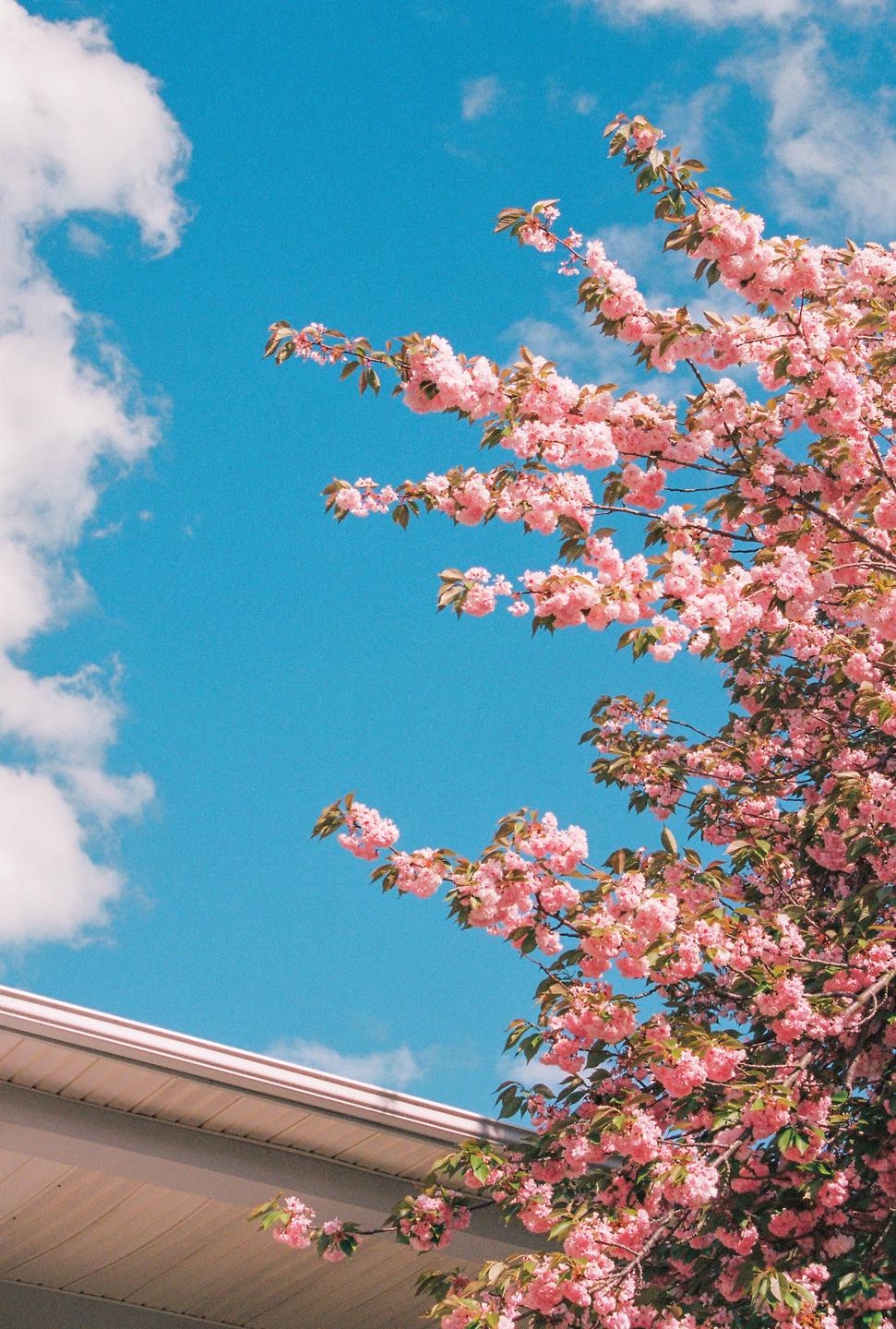 Pink blossoms on a tree branch are visible against a bright blue sky with white clouds and the edge of a building.