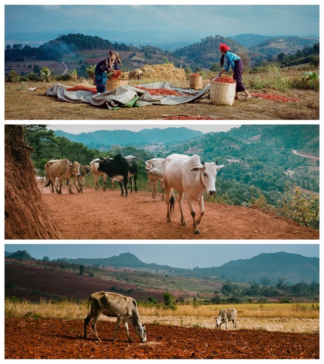 Three images show women working with chilis, a herd of cattle on a dirt road, and cows grazing in a field with mountains in the background.