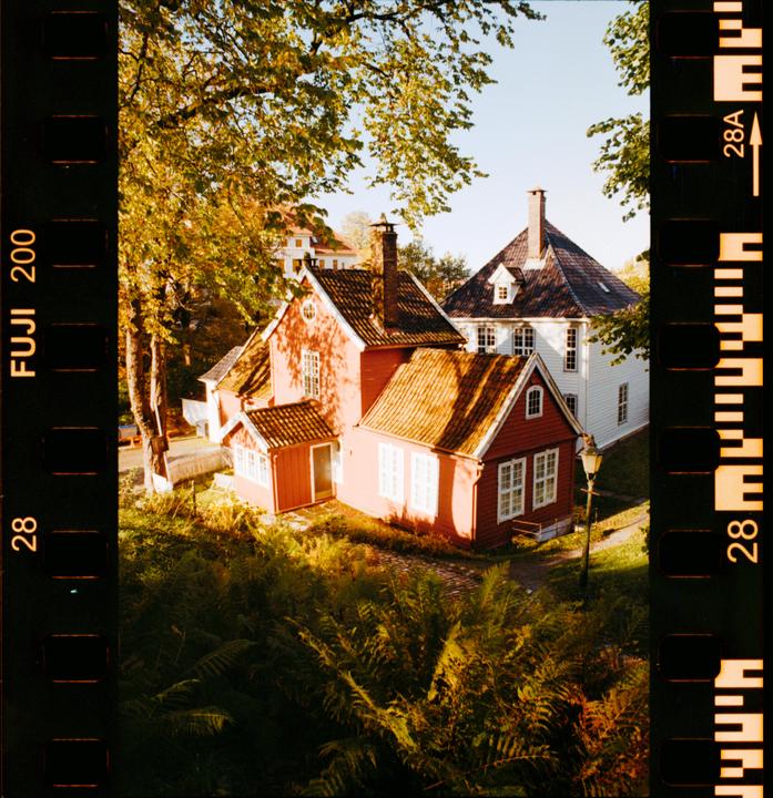 Three houses, two red and one white, are nestled among trees and ferns under a clear sky.