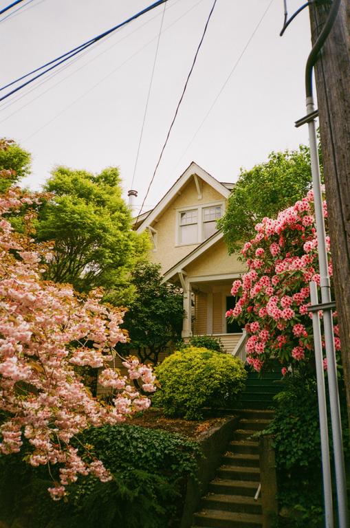 A yellow house with a porch and green stairs is surrounded by pink flowering trees and bushes under a bright sky.