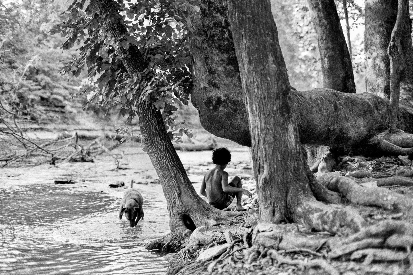 A boy sits by a riverbank with a dog in the water next to him, surrounded by large trees.