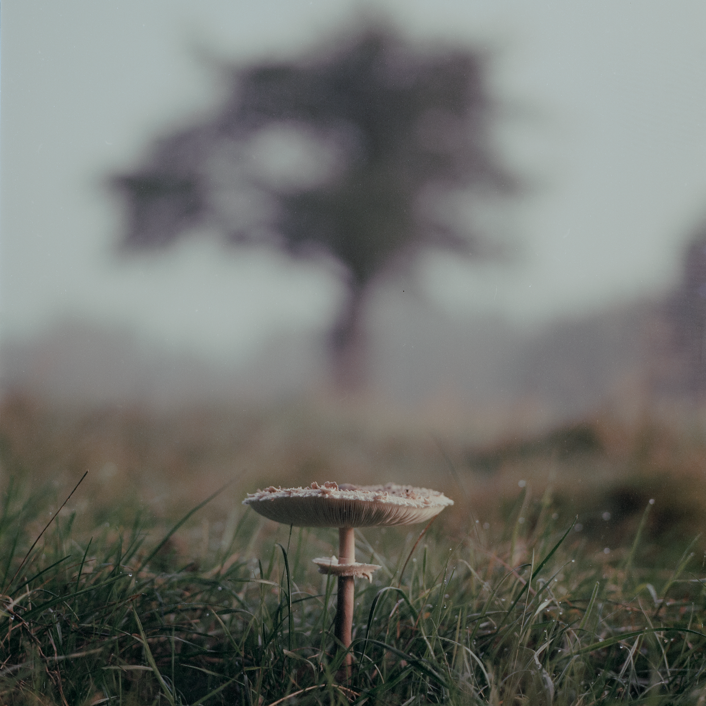 A parasol mushroom stands in a grassy field with a tree in the hazy background.