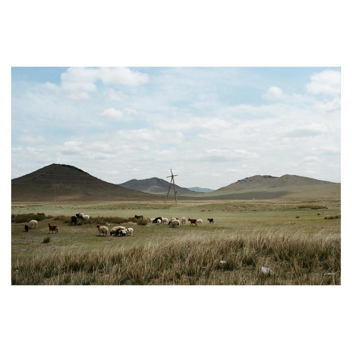 A herd of sheep and goats graze in a vast grassy field with rolling hills and a wooden structure under a cloudy sky.