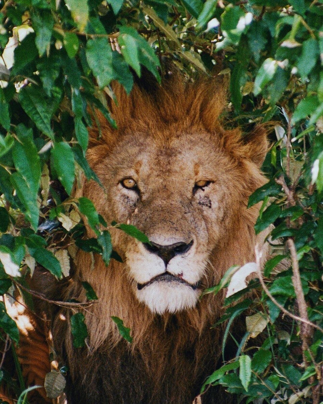 A lion with a full mane peeks through dense green foliage.
