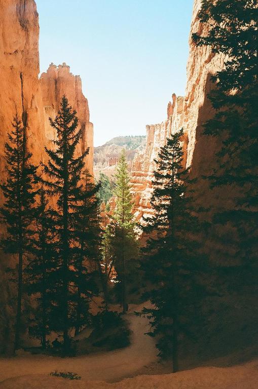 A narrow path winds through a canyon with tall pine trees and orange rock formations.