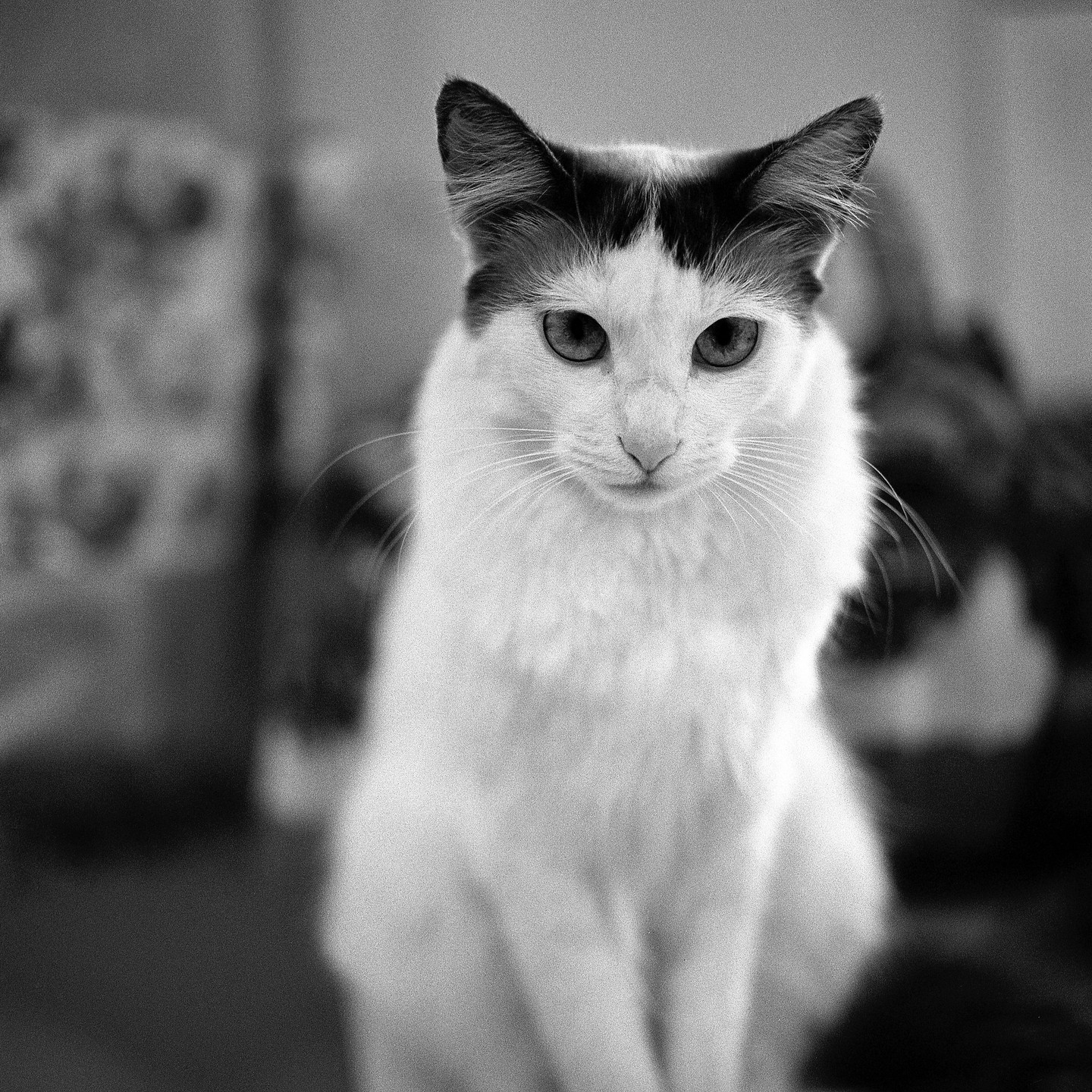 A white cat with dark markings on its head sits looking directly at the viewer.