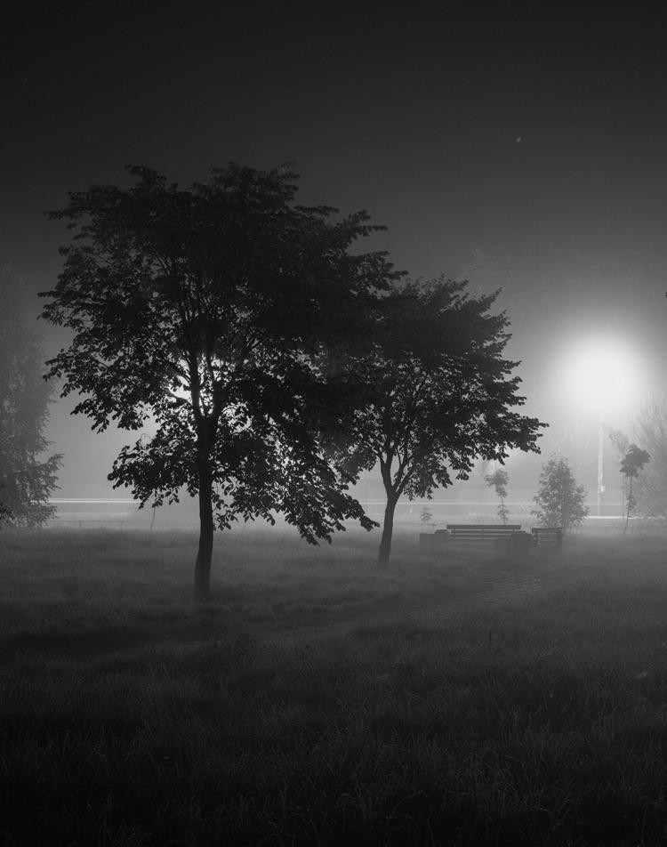 Two trees stand in a grassy field shrouded in fog at night, with a bright light source in the background.