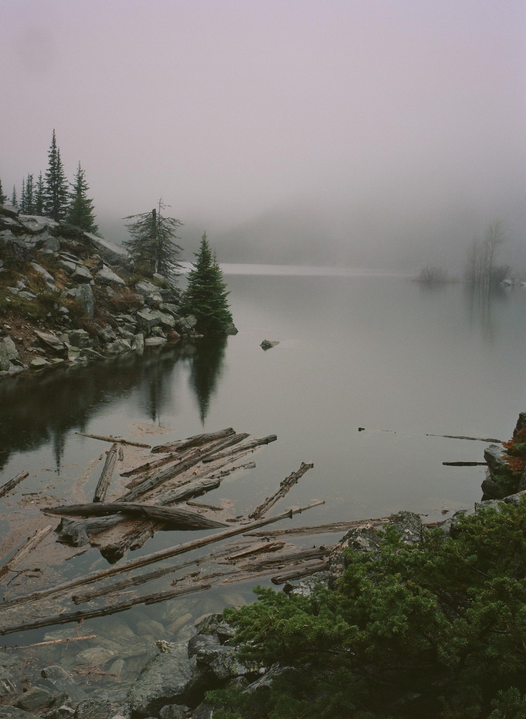 A foggy lake is surrounded by a rocky shore with pine trees and floating logs.
