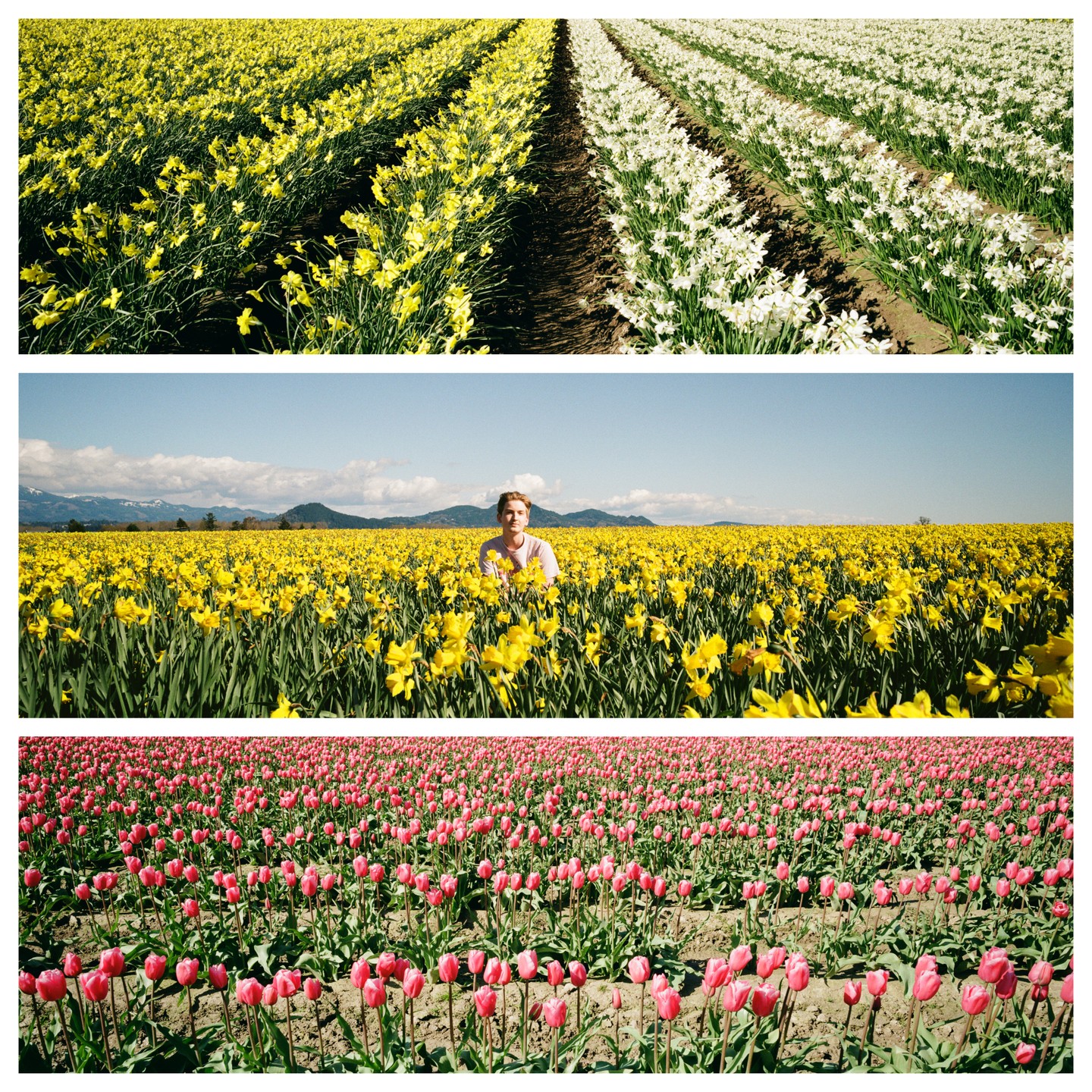 Three horizontal panels show fields of flowers, with the middle panel featuring a man in a field of yellow daffodils.