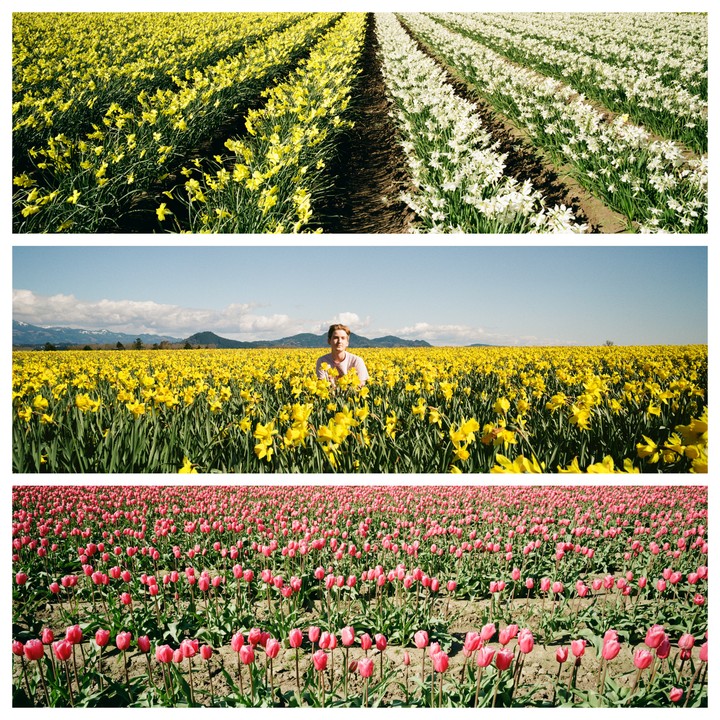 Three horizontal panels show fields of flowers, with the middle panel featuring a man in a field of yellow daffodils.