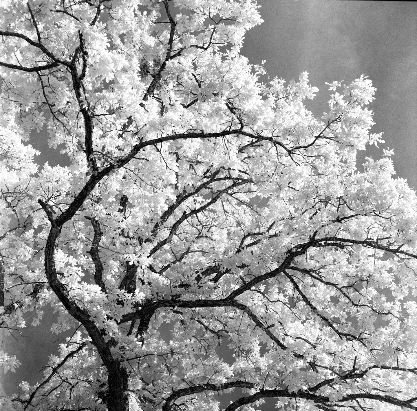 A large oak tree with bright white leaves and dark branches fills the frame against a dark sky.
