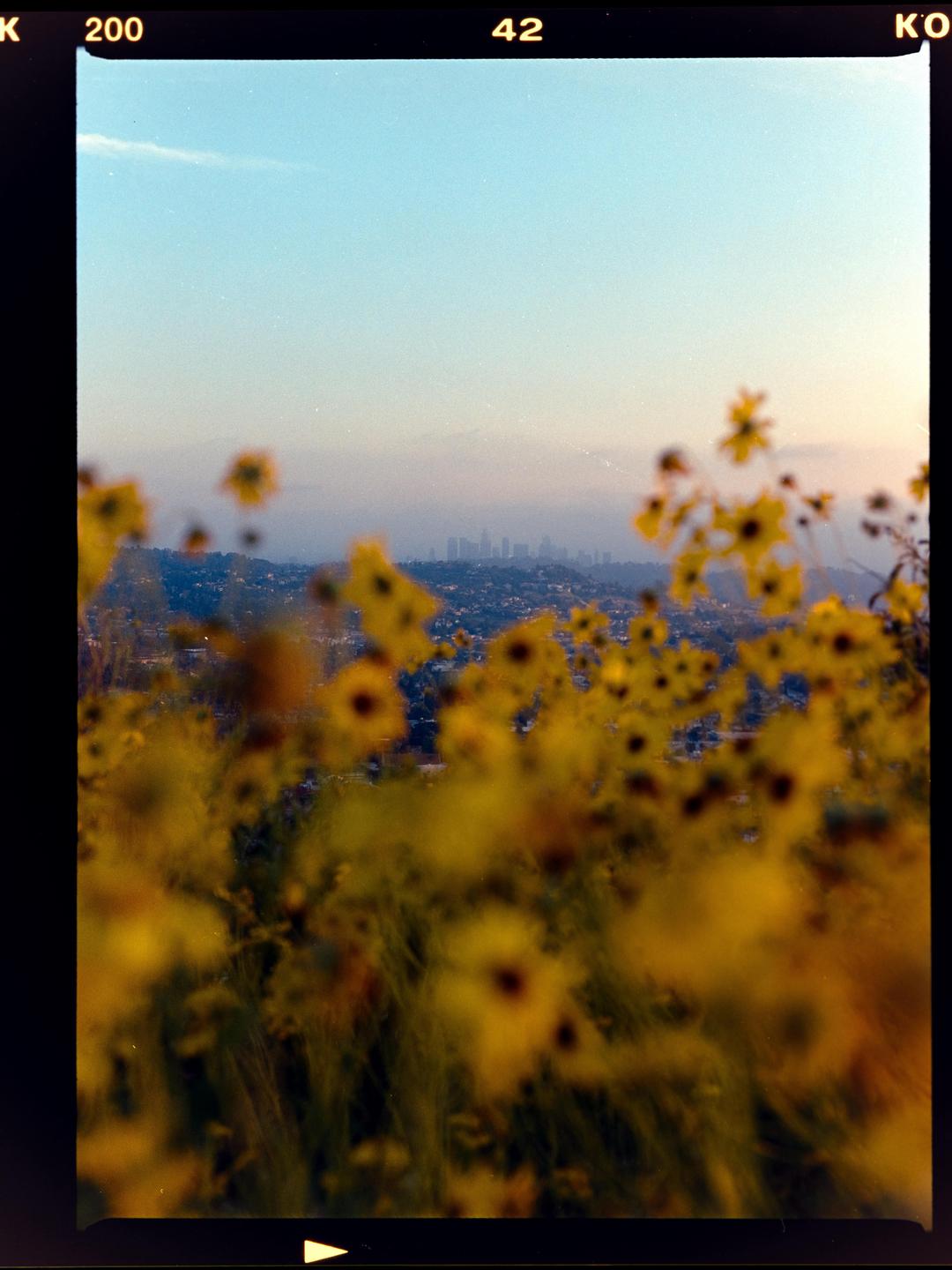 A field of yellow flowers is in the foreground with a city skyline visible in the distance under a blue sky.