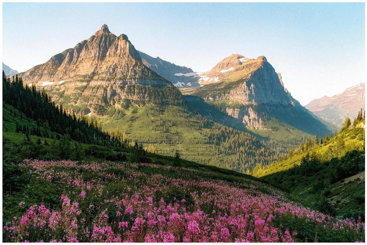 A field of pink flowers sits in the foreground of a mountain landscape under a clear sky.