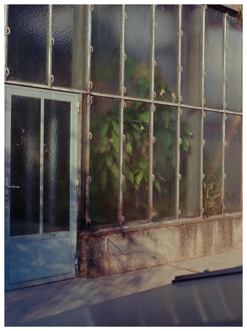 botanical gardens (Kodak Retina IIIc 50mm f/2/ Bronica EC-TL 75mm f/2.8| Vision3 250D & Portra 160), shot on KODAK RETINA IIIC
