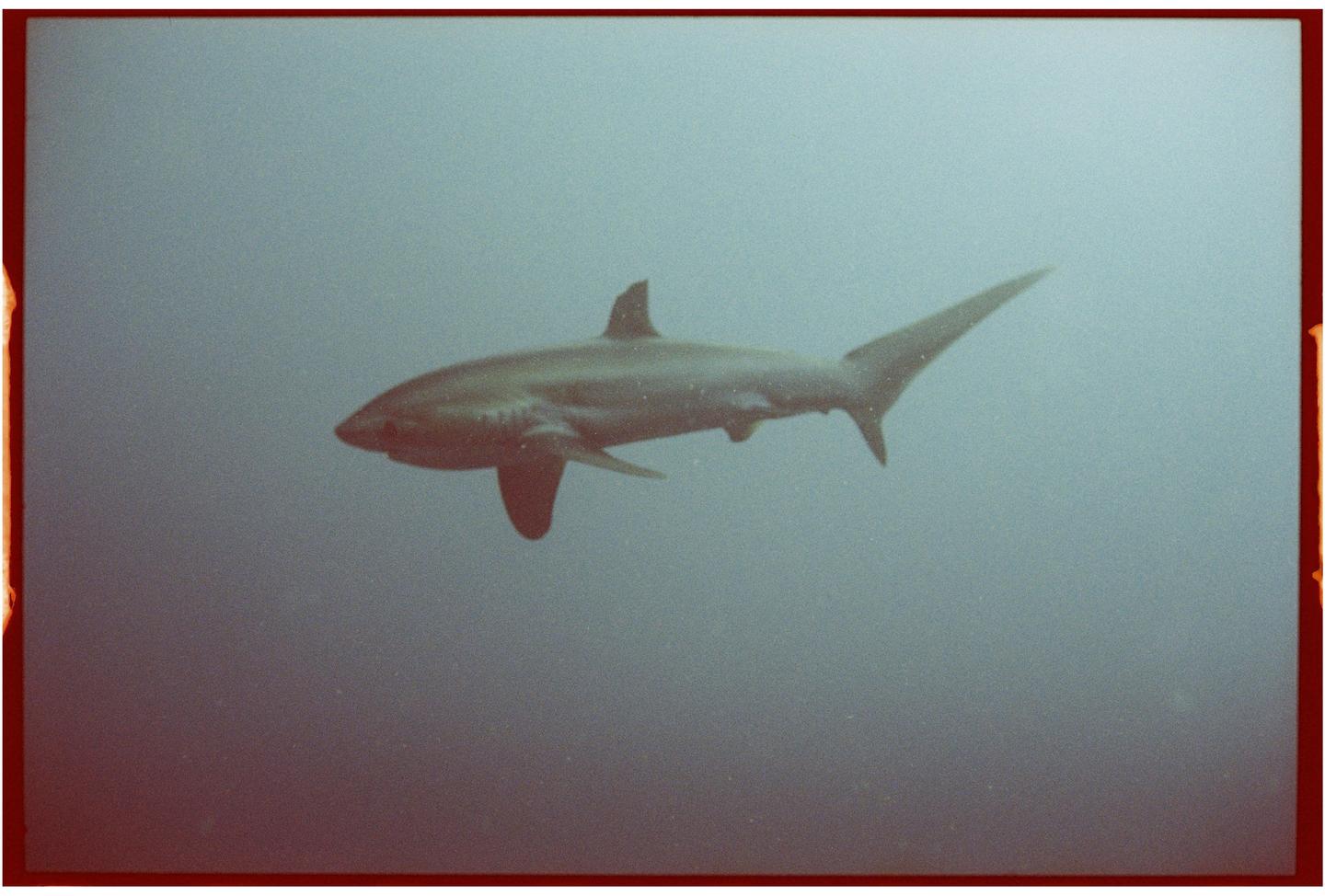 A thresher shark swims through murky water.
