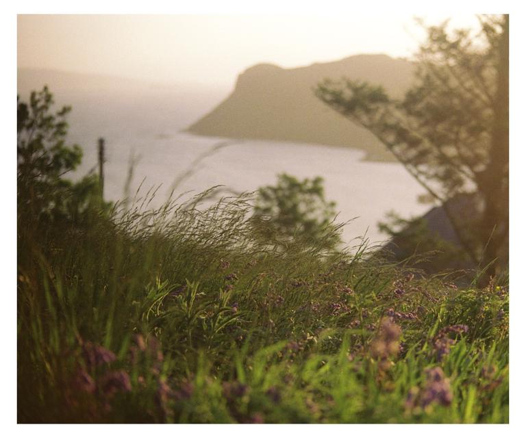 Tall grass and purple wildflowers are in the foreground with a body of water and a mountain in the background.