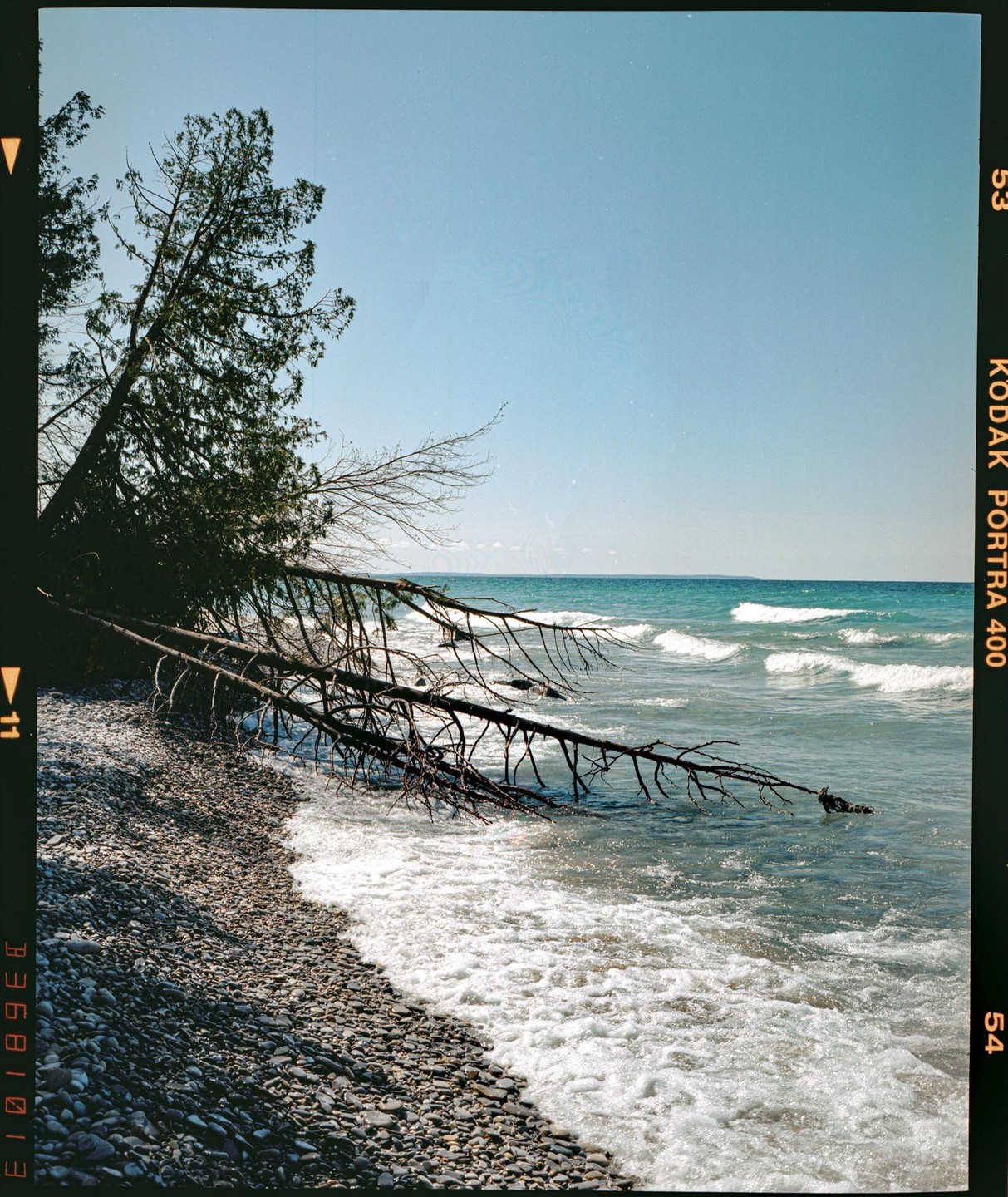 Waves crash on a rocky beach with a fallen tree extending into the water under a clear sky.