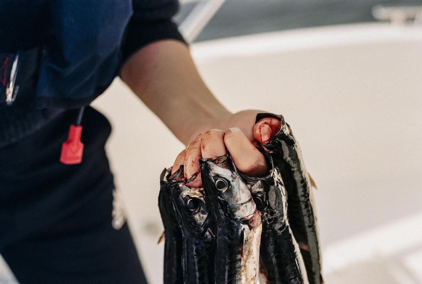 A person's hand holds several freshly caught fish.