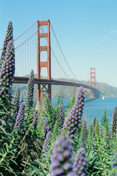Purple flowers are in the foreground with the Golden Gate Bridge and bay in the background.