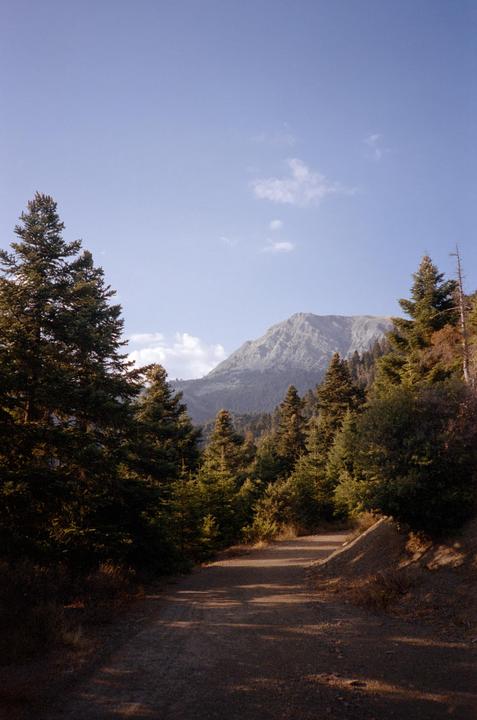 A dirt road leads through a forest towards a mountain under a clear sky.