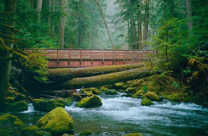 A wooden bridge crosses a river with moss-covered rocks and fallen trees in a lush forest.