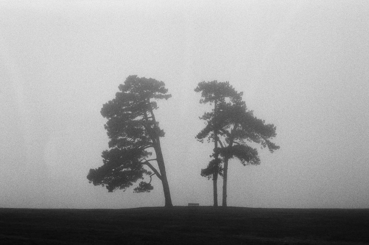 Two trees stand on a hill in the fog.