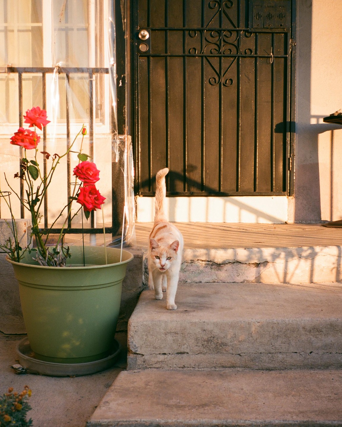 A cat walks down concrete steps next to a potted rose bush and a metal security door.