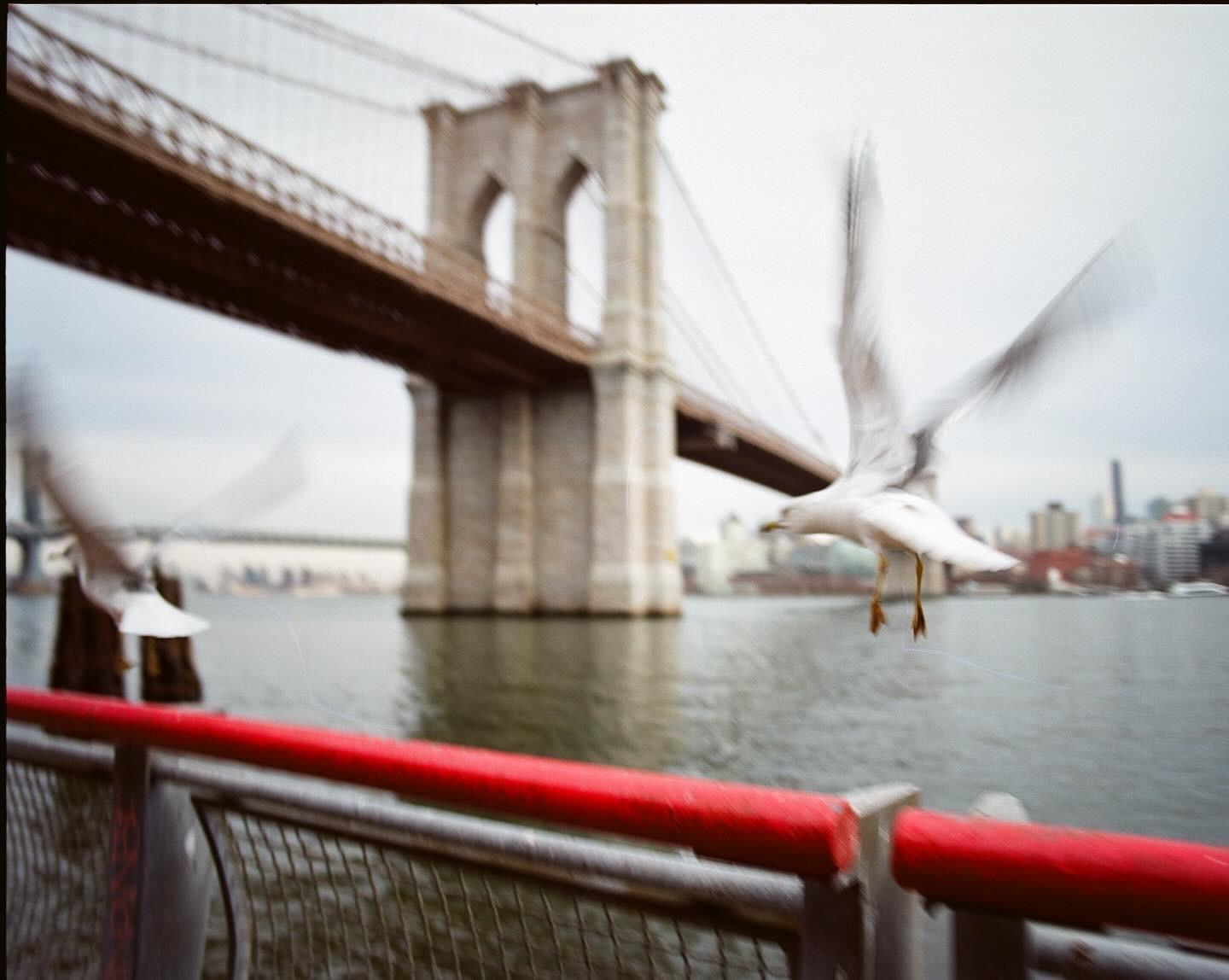 A seagull flies over water with the Brooklyn Bridge in the background.