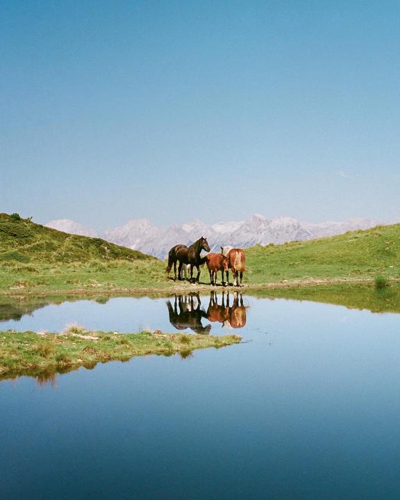 Three horses stand at the edge of a still lake, reflecting their forms on the water, with green hills and snow-capped mountains in the background under a clear sky.