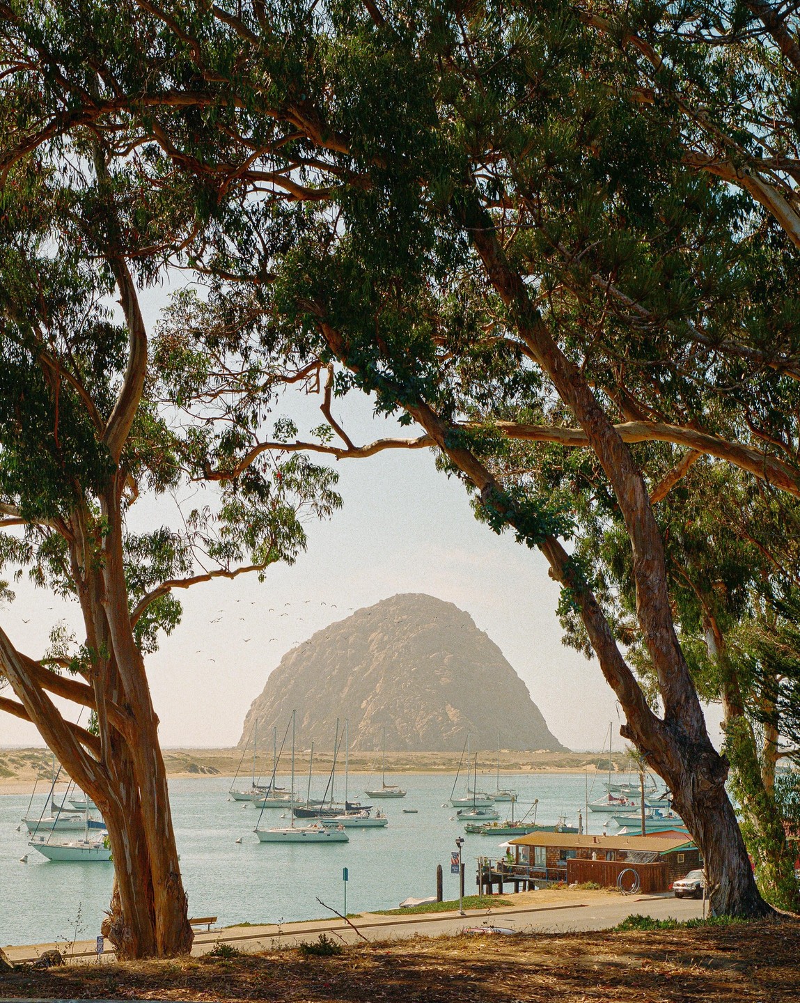 A large rock formation rises from the water behind a bay filled with sailboats, framed by trees.