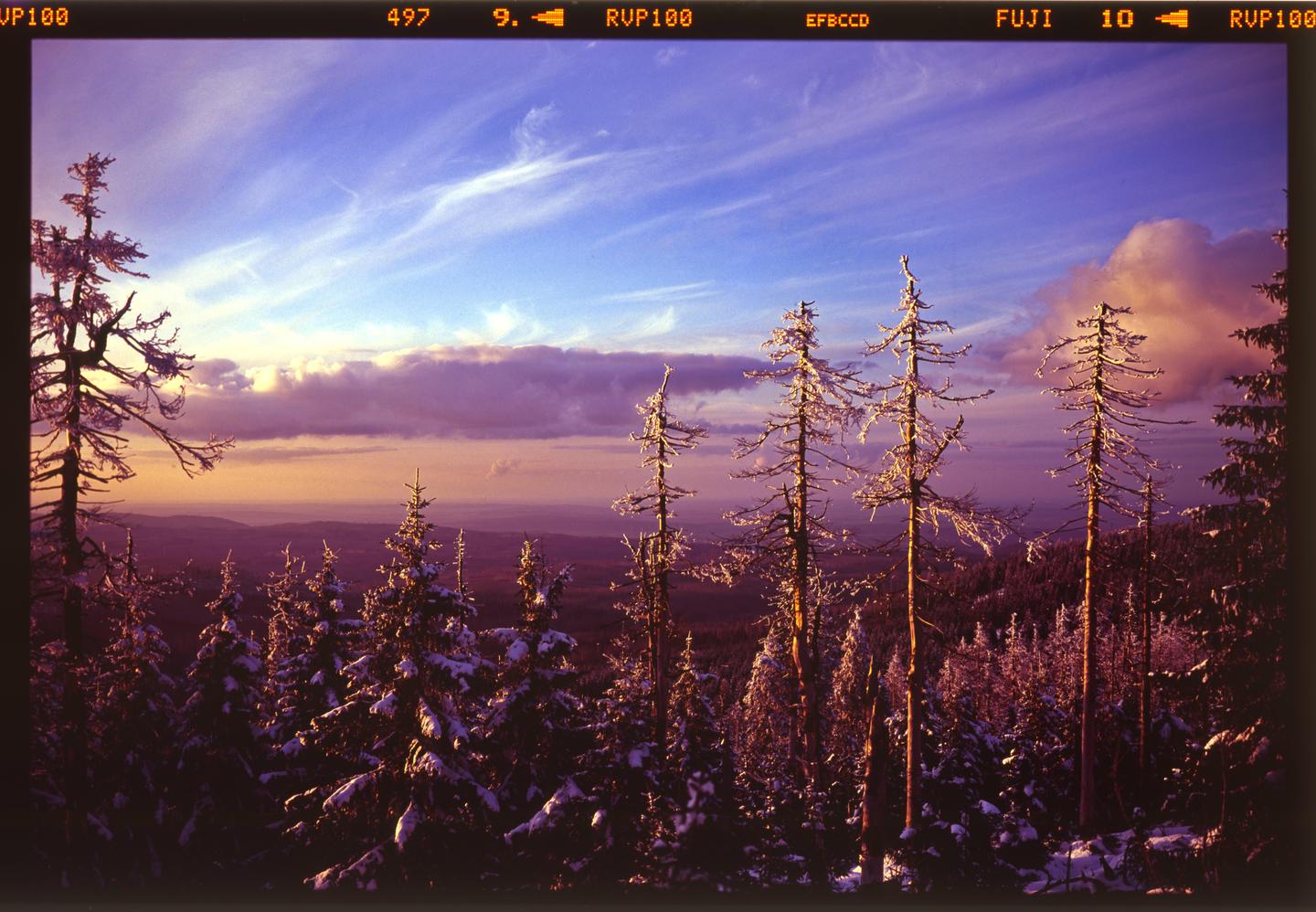 Snow-covered trees stand on a mountain with a dramatic sky at sunset.