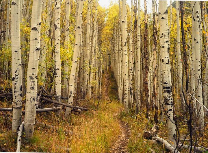 A narrow path leads through a dense forest of tall aspen trees with golden autumn foliage.