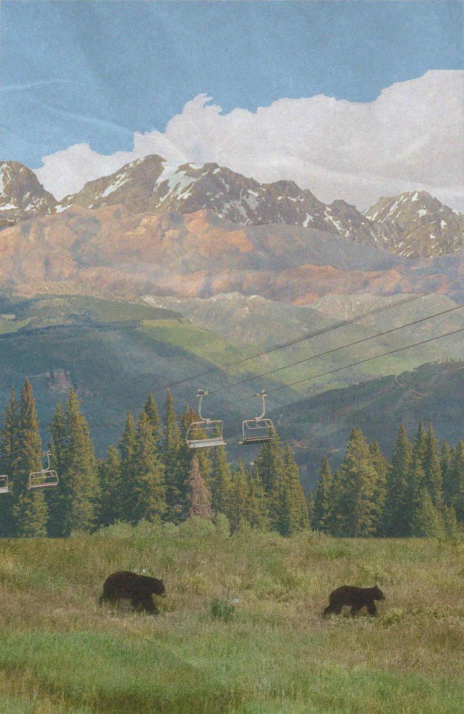 Two bears walk through a grassy field with pine trees, ski lifts, and mountains in the background.