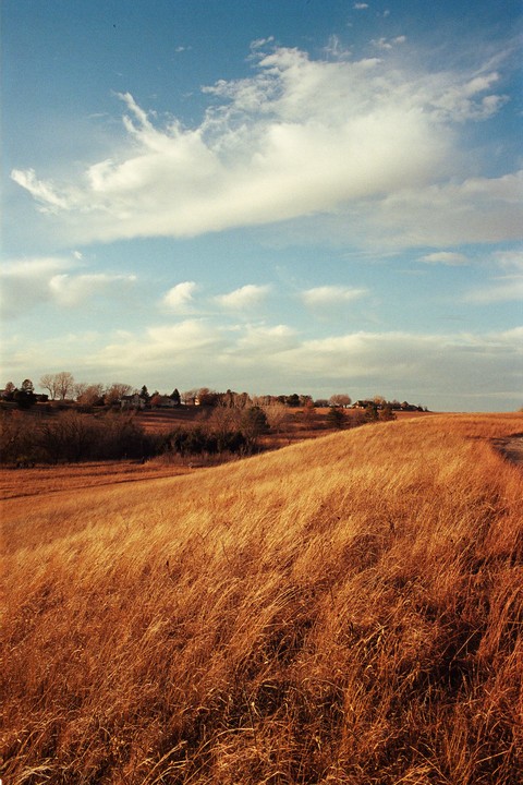 A vast field of golden grass slopes upwards towards a distant line of trees and houses under a partly cloudy sky.