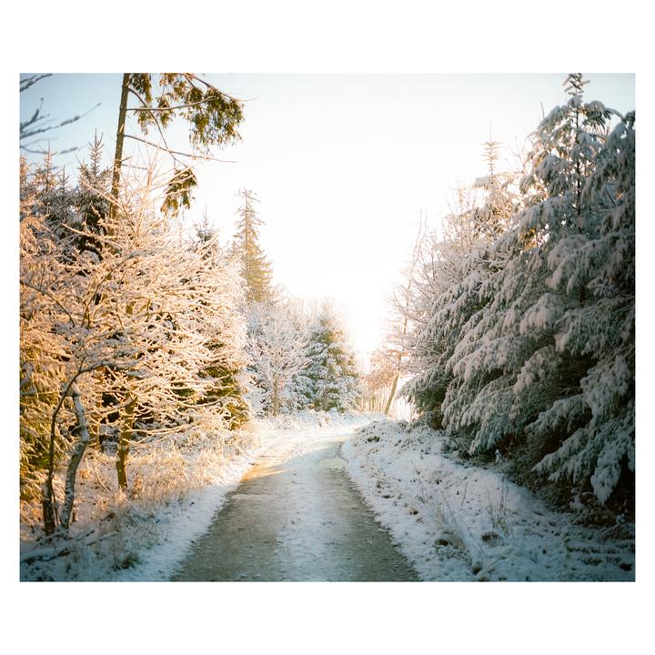 A snow-covered path winds through a forest with trees illuminated by golden light.
