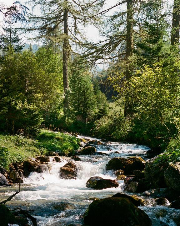 A rocky river flows through a lush green forest with tall trees.