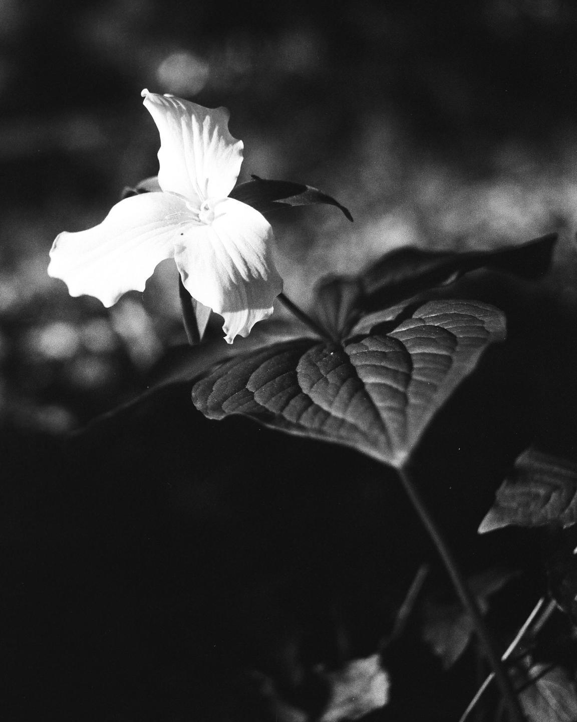 A single trillium flower with three petals and a large leaf is shown in black and white.