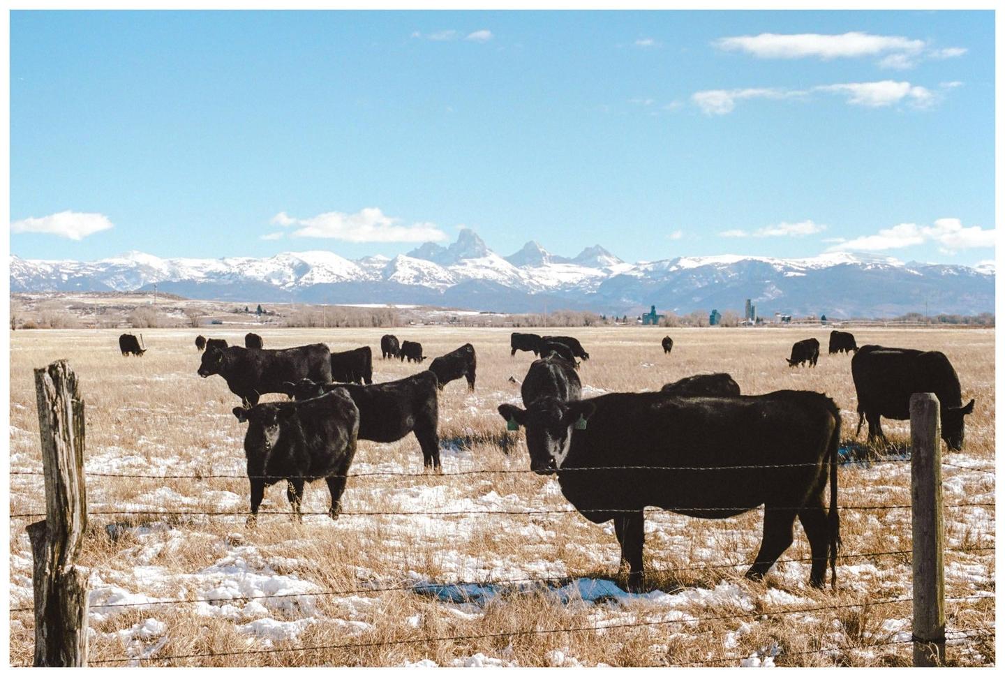 Black cattle graze in a snowy field with mountains in the background under a blue sky.