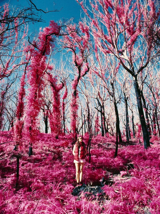 A woman stands in a forest with bright pink foliage and trees with bare branches.