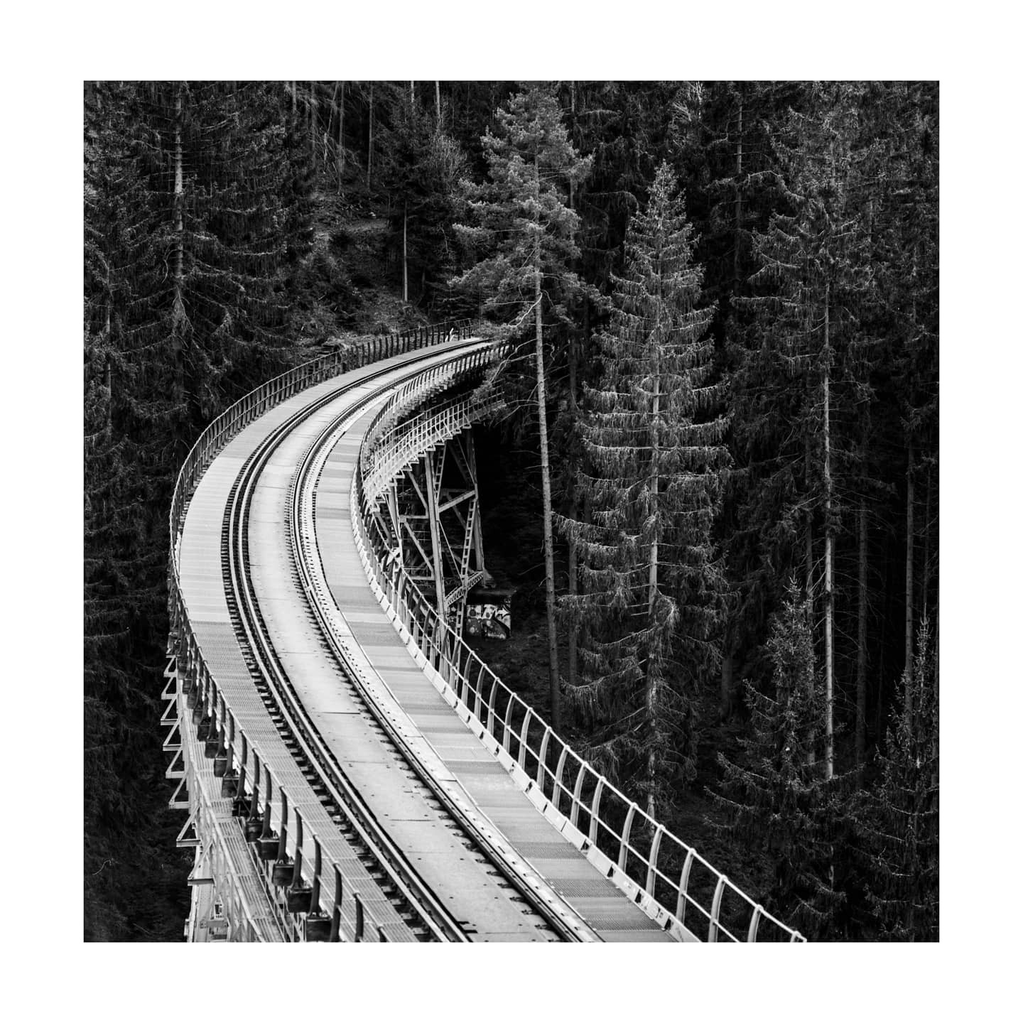 A curved railway bridge spans a dense forest of tall pine trees.