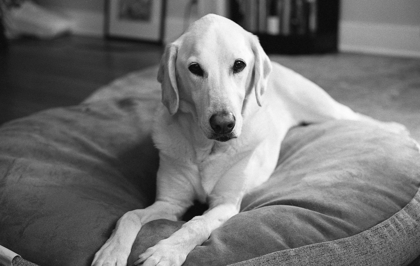 A labrador retriever dog is lying on a dog bed.